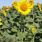 Séjour à la ferme Carso *