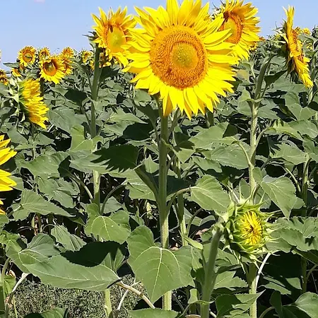 Alloggio per agriturismo Carso *
