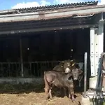 Carso Фермерский дом