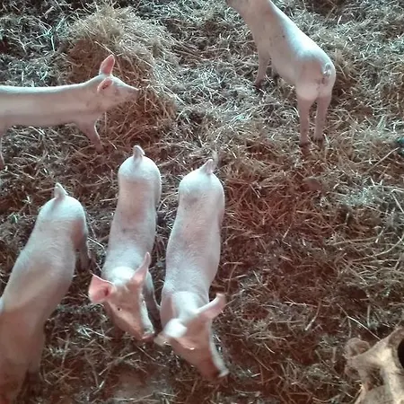 Carso Gospodarstwo agroturystyczne