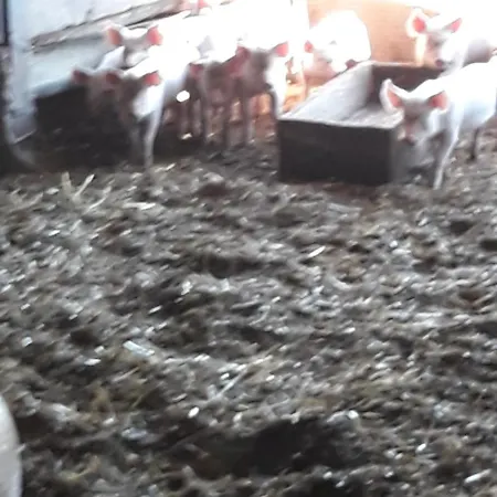 Carso Gospodarstwo agroturystyczne *